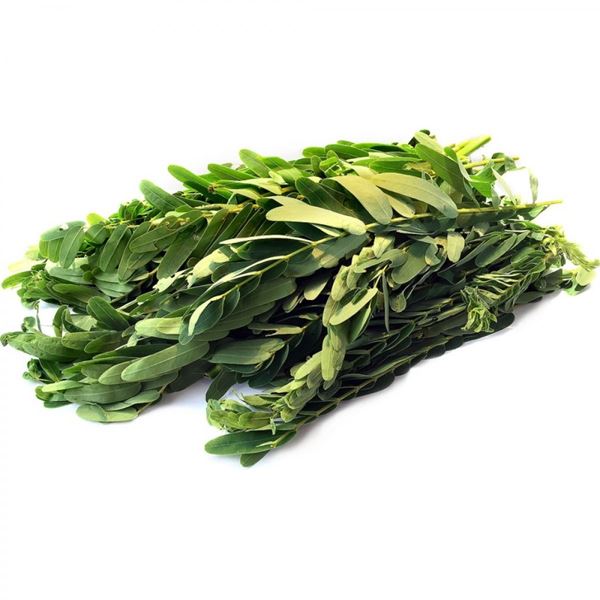 Fresh Agathi Leaves / Periploca Leaves (Approx 300g)