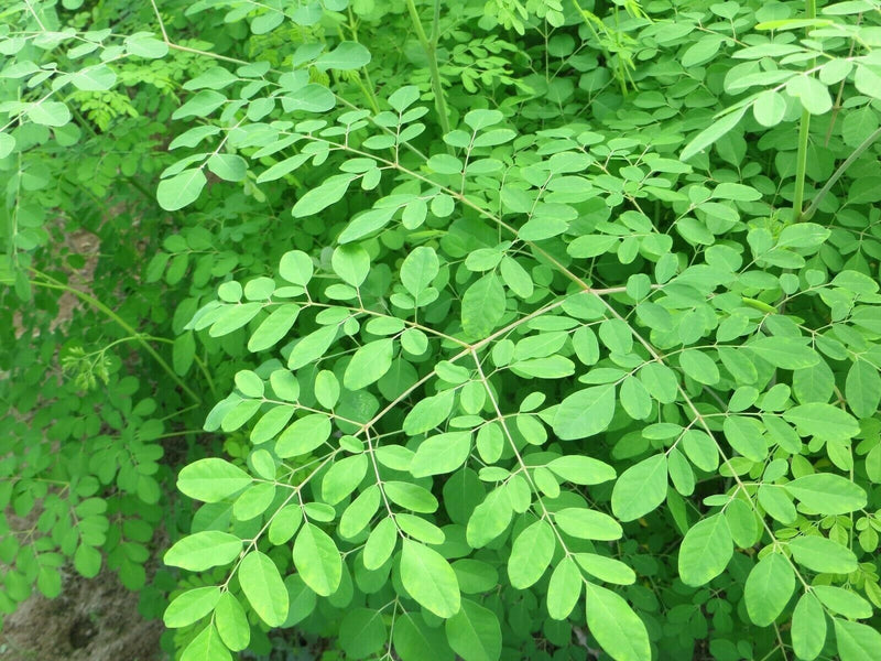 MURINGA LEAVES /50 GMS