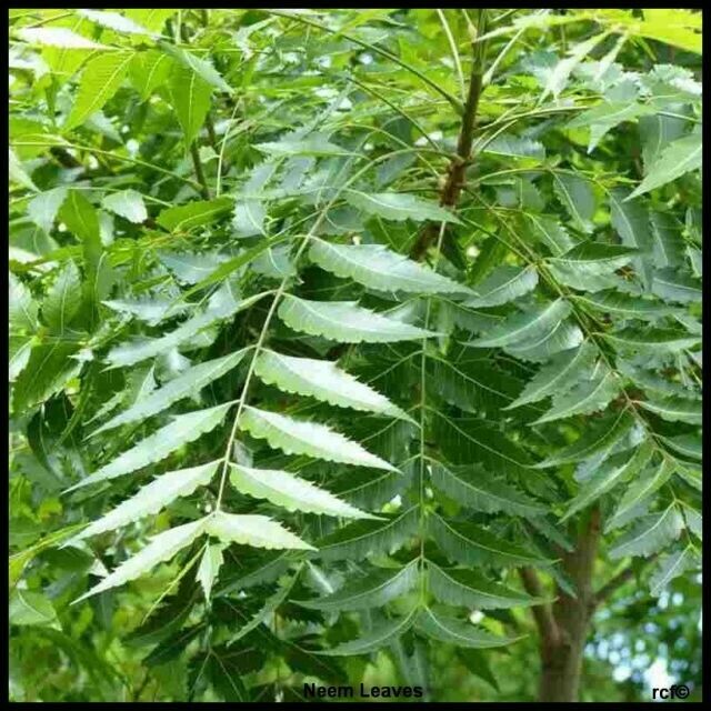 Fresh Neem leaves .Nim leaf, medical, acne, skin care .Indian Neem Leaves