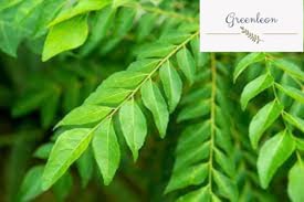 Fresh curry leaves 20 grams(Greenleon)