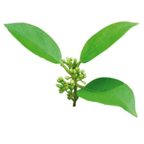 Kurinchan leaf | Gymnema | Cow Plant Sugar destroyer 750 grams(Greenleon)