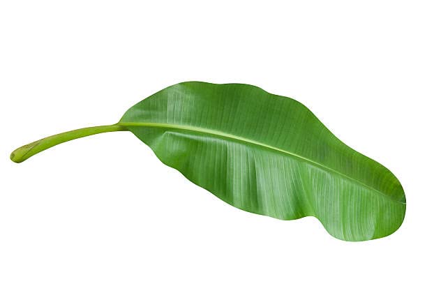 Banana leaves 1000 grams(Greenleon)