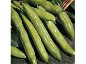 Bean Broad Bean Aquadulce Claudia Seeds by T and M