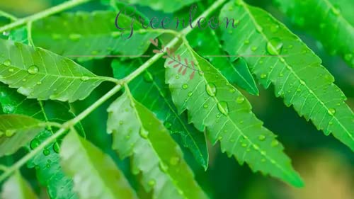 Fresh Neem leaves 50 grams(Greenleon)