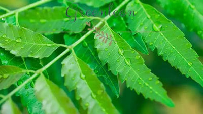 Fresh Neem leaves 100grams(Greenleon)