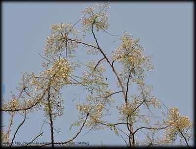 Moringa Tree Drumstick Tree (Moringa Oleifera) *30 seeds*