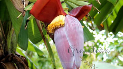 Banana flowers 1 kg grams(Greenleon)