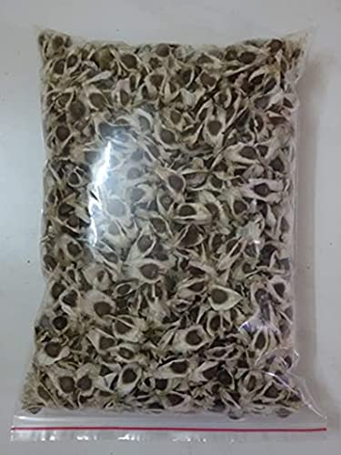 100 Hybrid Moringa oleifera Seeds , ODC Moringa Seeds , Horseradish Tree, Seeds Drumstick Tree Seeds , Moringa oleifera Seeds ,