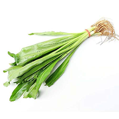 Fresh Thai Thai Parsley 100g