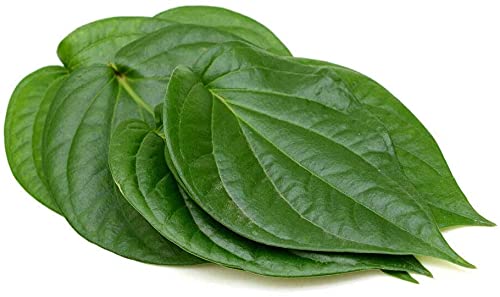 Vision4ever 500g Fresh & Organic Indian Pan Leaf, Betel Leaves, Pan Leaves Freshest