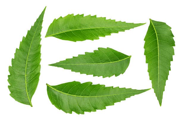 Fresh Neem leaves 100grams(Greenleon)