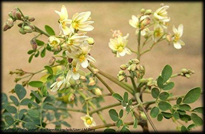 Moringa Tree Drumstick Tree (Moringa Oleifera) *30 seeds*