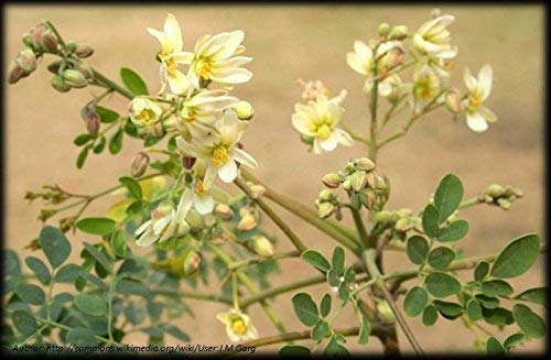 Moringa Tree Drumstick Tree (Moringa Oleifera) *30 seeds*