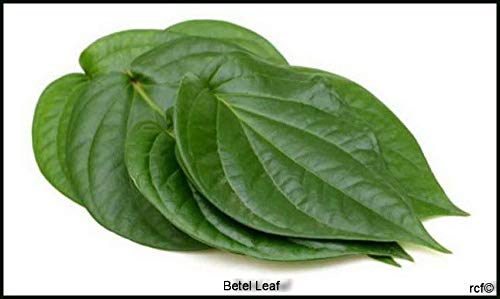 Portal Cool Fresh Betel/Paan Leaves -50G {10 Pcs M Size} (Free UK Post)