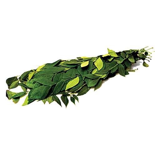 FRESH CURRY LEAVES (1 Pack)