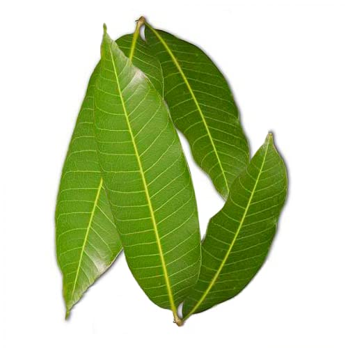 Mango Leaves Fresh 10 pieces(Greenleon)