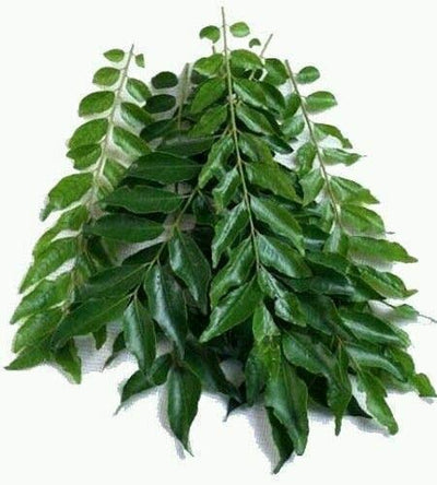 Fresh Curry Leaves in Pack ,Free UK 1 st Class Shipping (1)