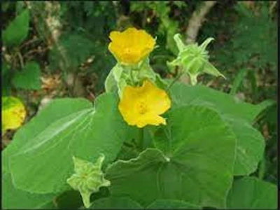 Thuthi Leaves Powder | Abutilon Indicum Leaves - 50gm