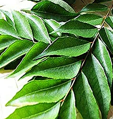 TRTO 50g Kadi Patha Fresh Organic Curry Leaves Kadi Patha Sweet Neem Leave (50 Gram)