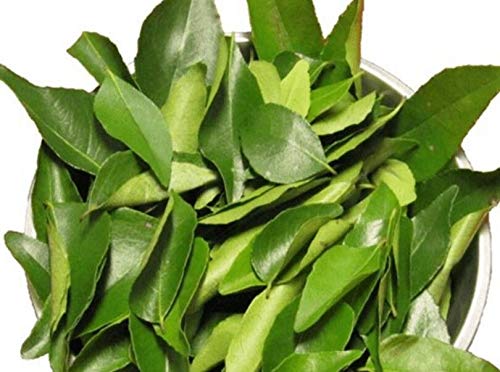 Fresh Curry Leaves in Pack ,Free UK 1 st Class Shipping (1)