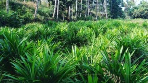 Fresh Rambha Leaves Bunch | Pandan Leaves 20 grams(Greenleon)