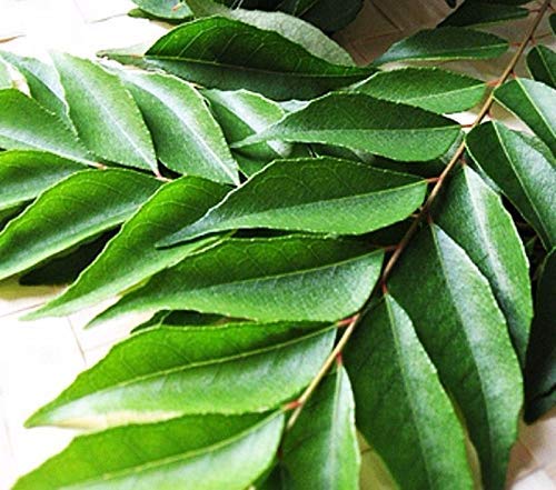 Fresh Curry Leaves in Pack ,Free UK 1 st Class Shipping (1)