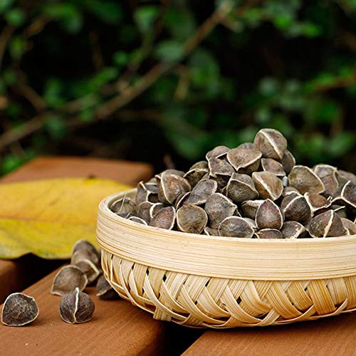 50 Pcs/Bag Moringa Seeds Intense Moringa Fragrance Non GMO Healthy Garden Moringa Seeds for Yard Beautiful Plant Seeds Seed