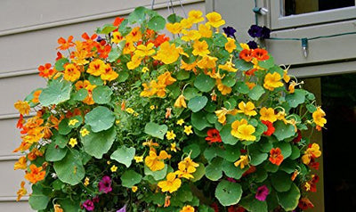 Hanging Baskets Flower Seeds 6in1: Lobelia/Nasturtium/Petunia/Verbena/Busy Lizzie/Morning Glory/6 in 1