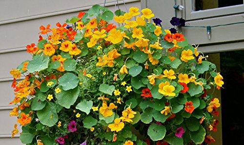 Hanging Baskets Flower Seeds 6in1: Lobelia/Nasturtium/Petunia/Verbena/Busy Lizzie/Morning Glory/6 in 1