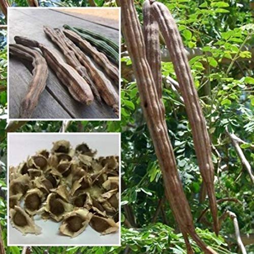 50Pcs Healthy Moringa Oleifera Seeds Health Skin Benefits Drumstick Tree Seeds - Flower Seeds Vegetable Seeds Fruit Seeds Garden Plant Seeds