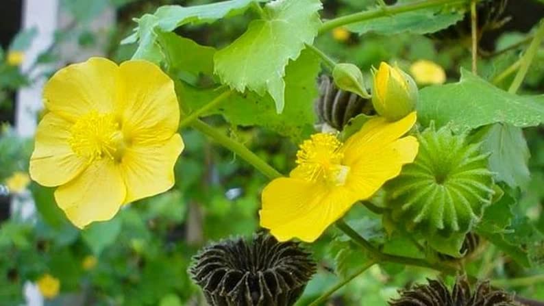 Thuthi Leaves Powder | Abutilon Indicum Leaves - 50gm