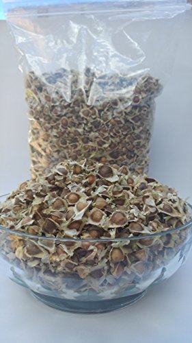 510 x Moringa Oleifera Seeds Pure Organic Quality Herb Non-GMO