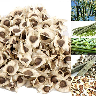 50Pcs Healthy Moringa Oleifera Seeds Health Skin Benefits Drumstick Tree Seeds - Flower Seeds Vegetable Seeds Fruit Seeds Garden Plant Seeds