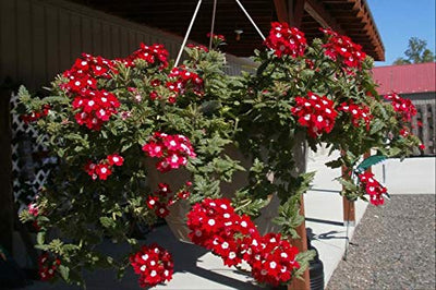 Hanging Baskets Flower Seeds 6in1: Lobelia/Nasturtium/Petunia/Verbena/Busy Lizzie/Morning Glory/6 in 1