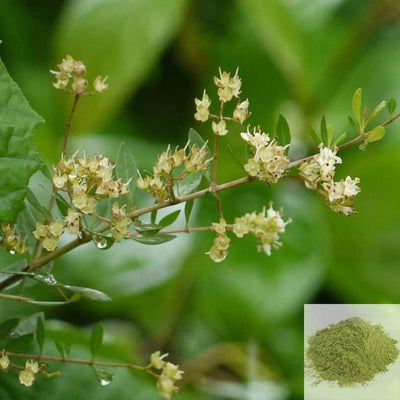 Maruthani Powder - Lawsonia Alba Leaves - 50gm