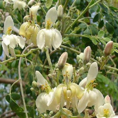 1000 Moringa Oleifera Quality Seeds