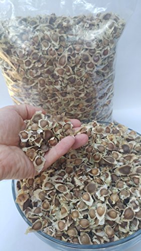 510 x Moringa Oleifera Seeds Pure Organic Quality Herb Non-GMO