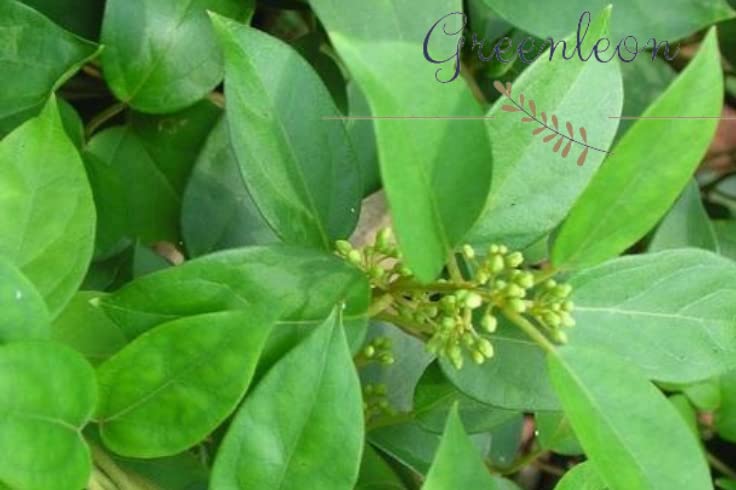 Kurinchan leaf | Gymnema | Cow Plant Sugar destroyer 750 grams(Greenleon)