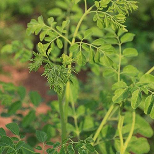 20pcs Moringa Seeds Evergreen Trees Has Economic Value and Ornamental Value Perennial Fresh Seeds for Outdoor Farm Planting Suitable for Beginners