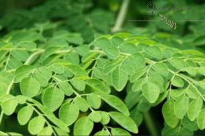 Moringa leaves | Drumstick Fresh Leaves 500 grams(Greenleon)