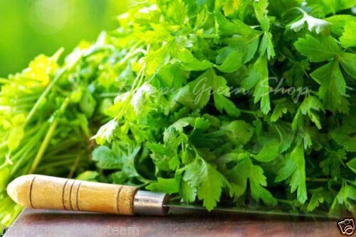 Coriander - 400 Seeds - Cilantro - Coriandrum sativum - Herb - Herbs