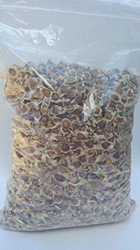 510 x Moringa Oleifera Seeds Pure Organic Quality Herb Non-GMO