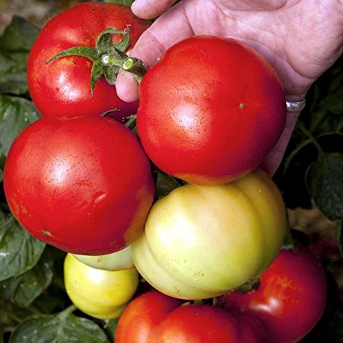 Suttons Seeds 180569 Tomato F1 Big League Seeds (Pack of 10)