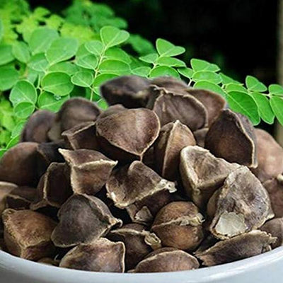 50 Pcs/Bag Moringa Seeds Intense Moringa Fragrance Non GMO Healthy Garden Moringa Seeds for Yard Beautiful Plant Seeds Seed