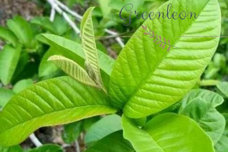 Guava Leaves Fresh 10 pieces(Greenleon)