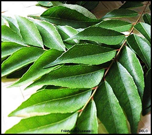 Fresh Curry Leaves 50g