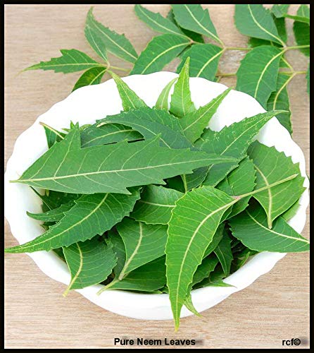 Fresh Neem Leaves/निम पत्ता, Skin Care 55g Packet (Free UK Post)