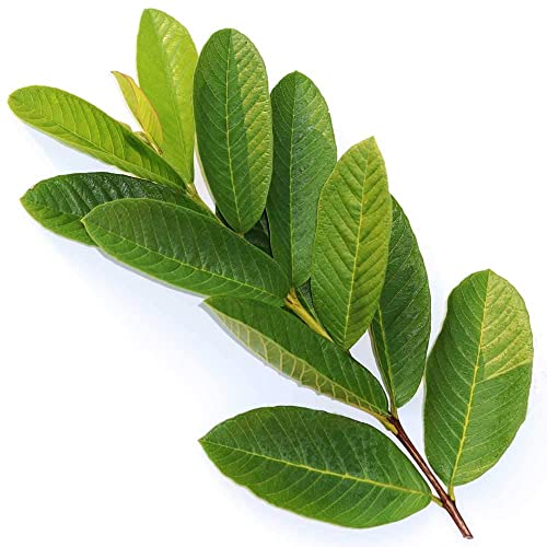 Guava Leaves Fresh 5 pieces(Greenleon)