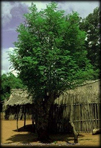 Moringa Tree Drumstick Tree (Moringa Oleifera) *30 seeds*