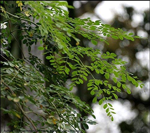 Moringa Tree Drumstick Tree (Moringa Oleifera) *30 seeds*